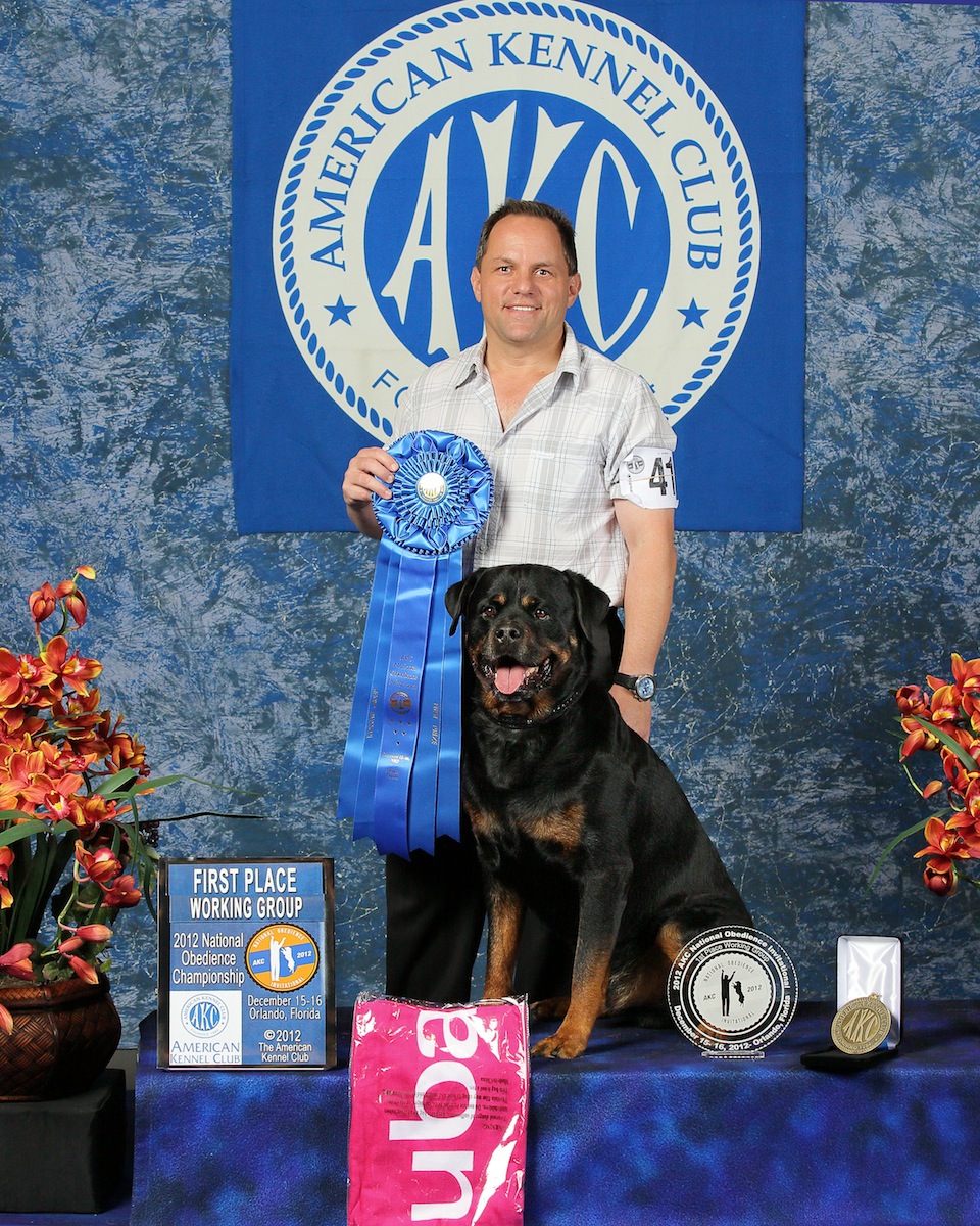 American Kennel Rottweiler Dog Show 10 Most Popular Dog Breeds Of - Main Image